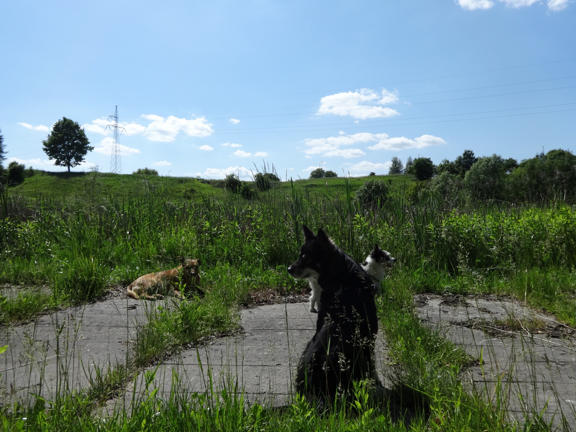 dog summer lublin free photo