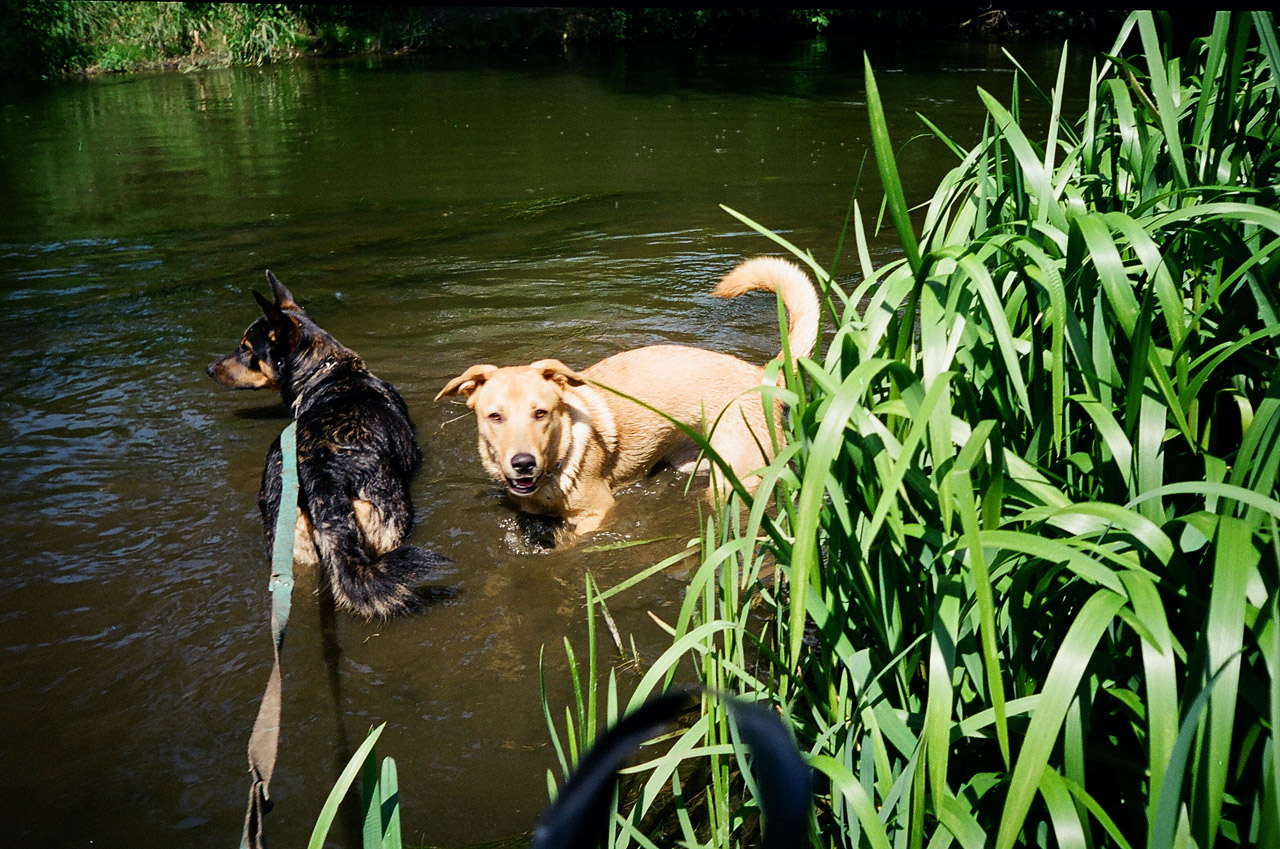 river dog dogs on a walk free photo