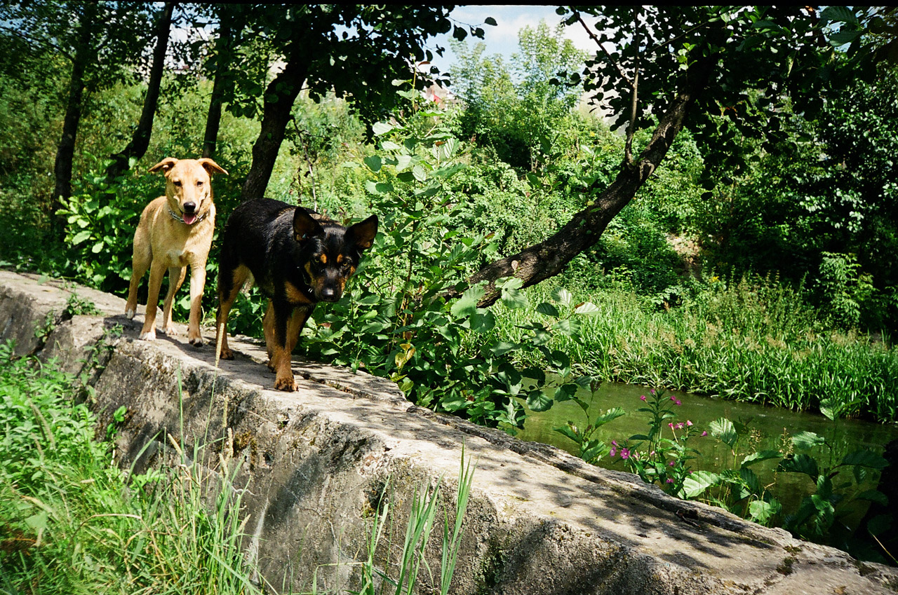 river dog dogs on a walk free photo