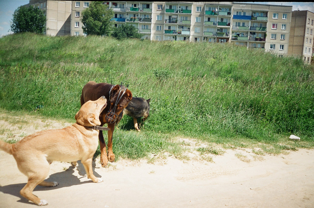 dogs lublin dogs on a walk free photo