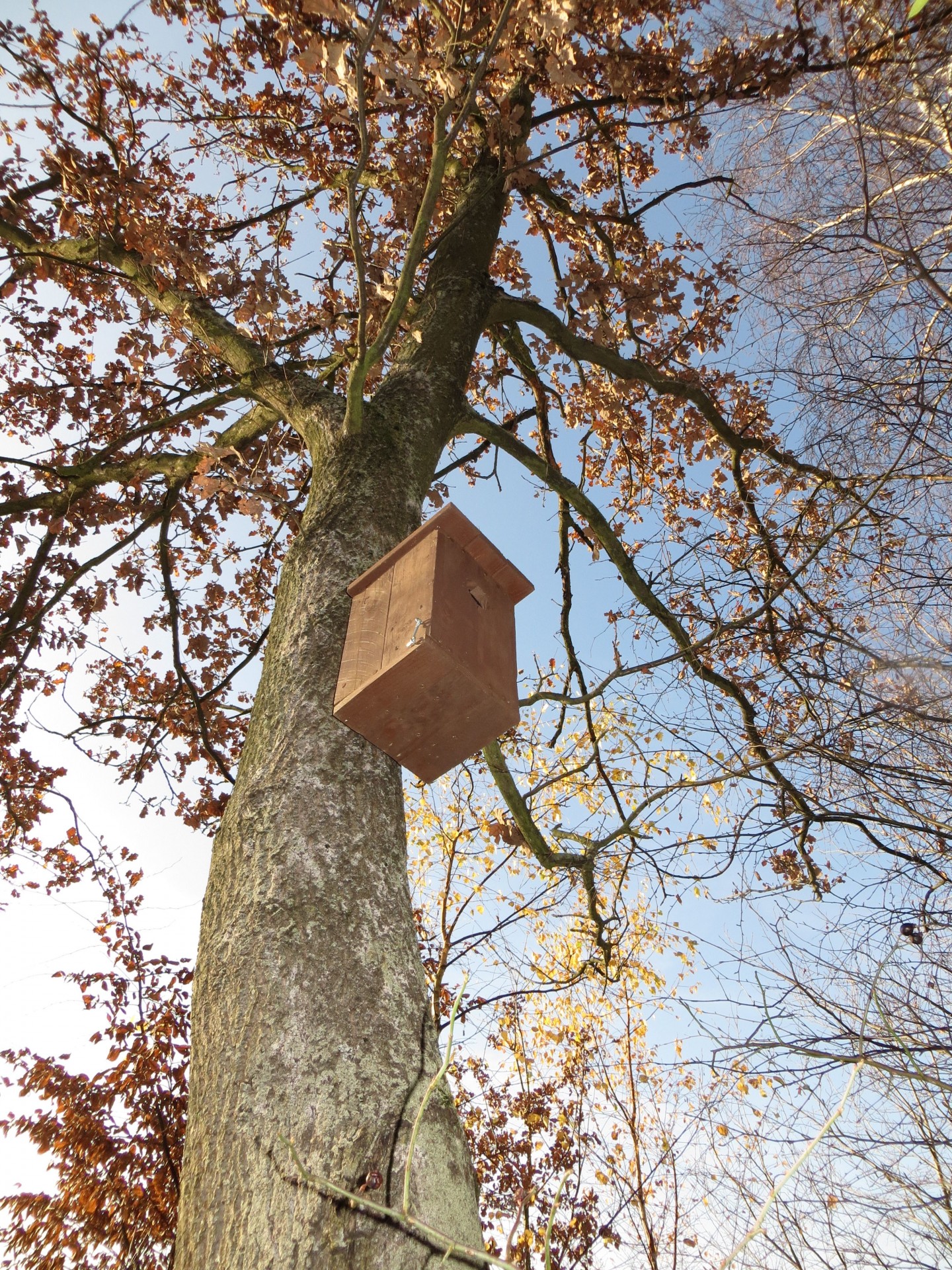 tree birdhouse birdhouse free photo