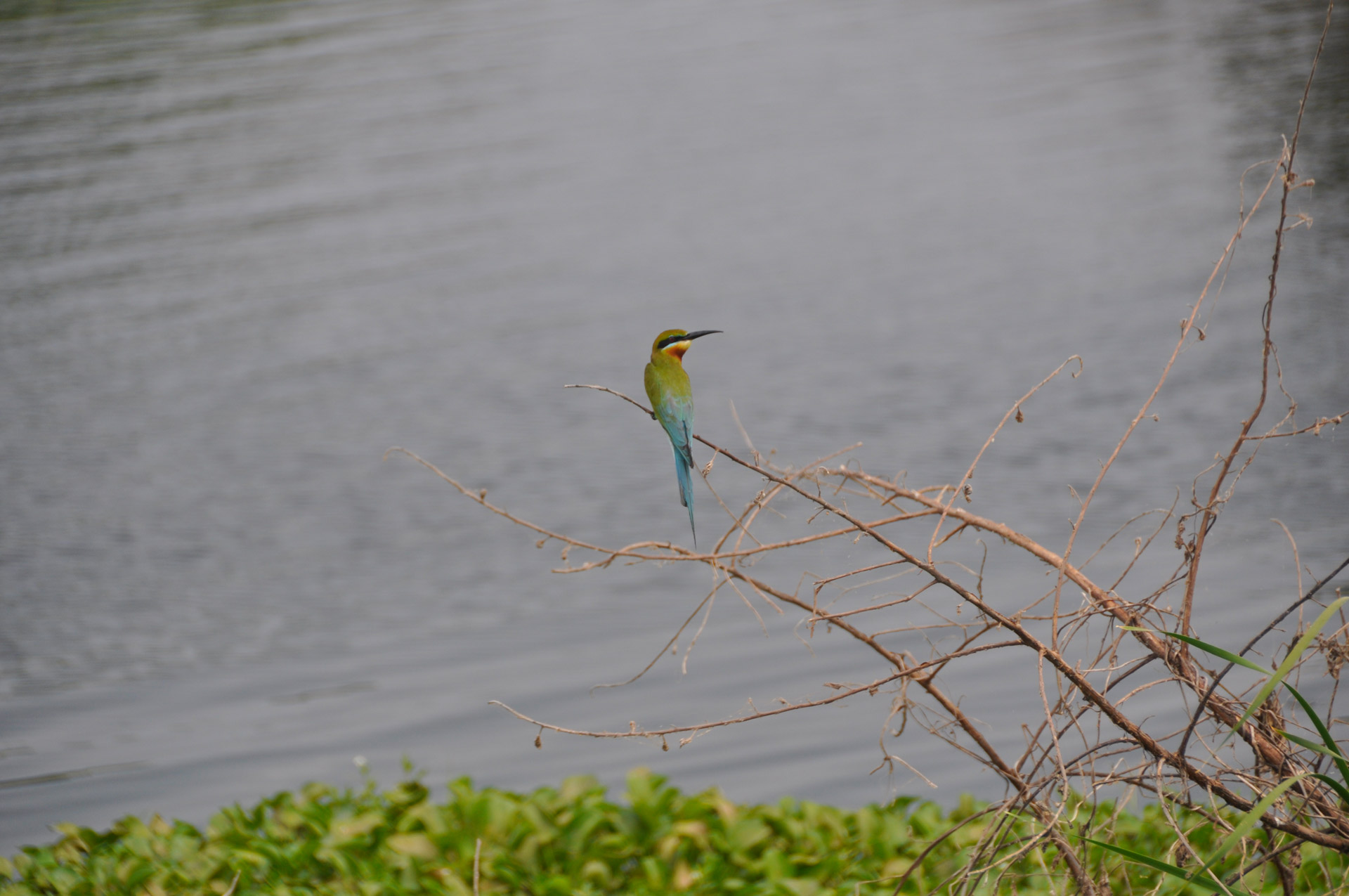 little bird colorful free photo