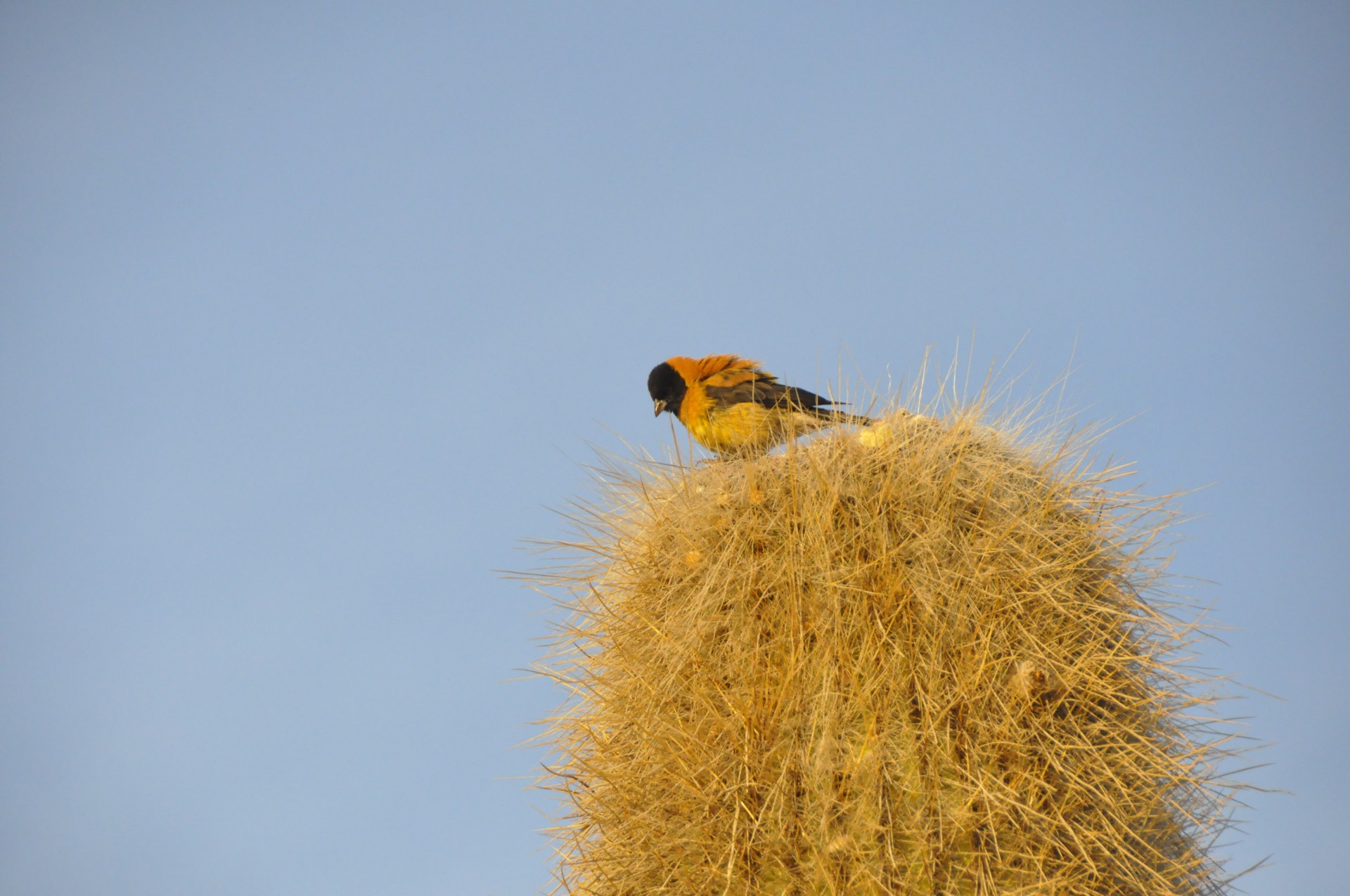 bird cactus colors free photo