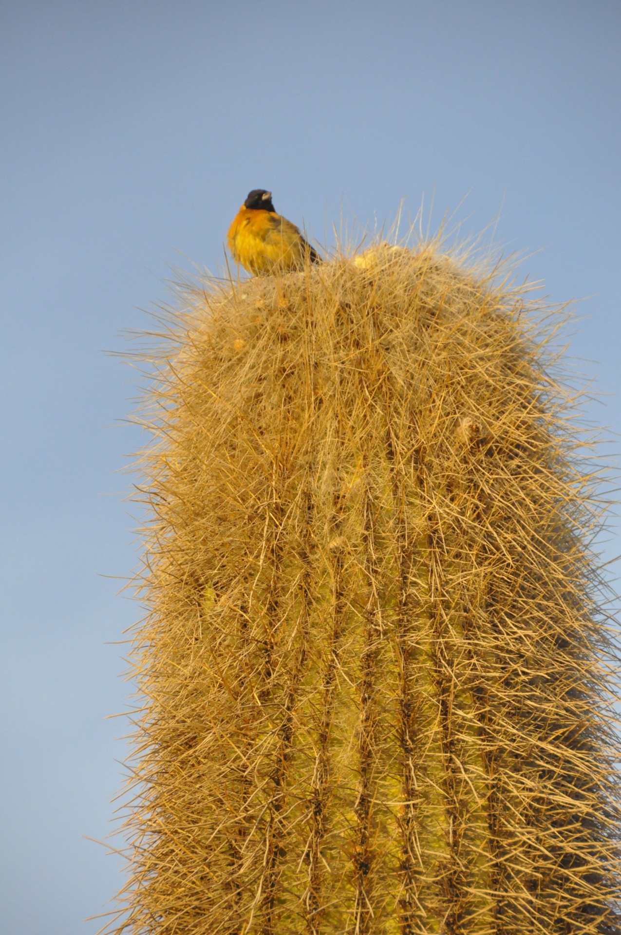 bird cactus colors free photo