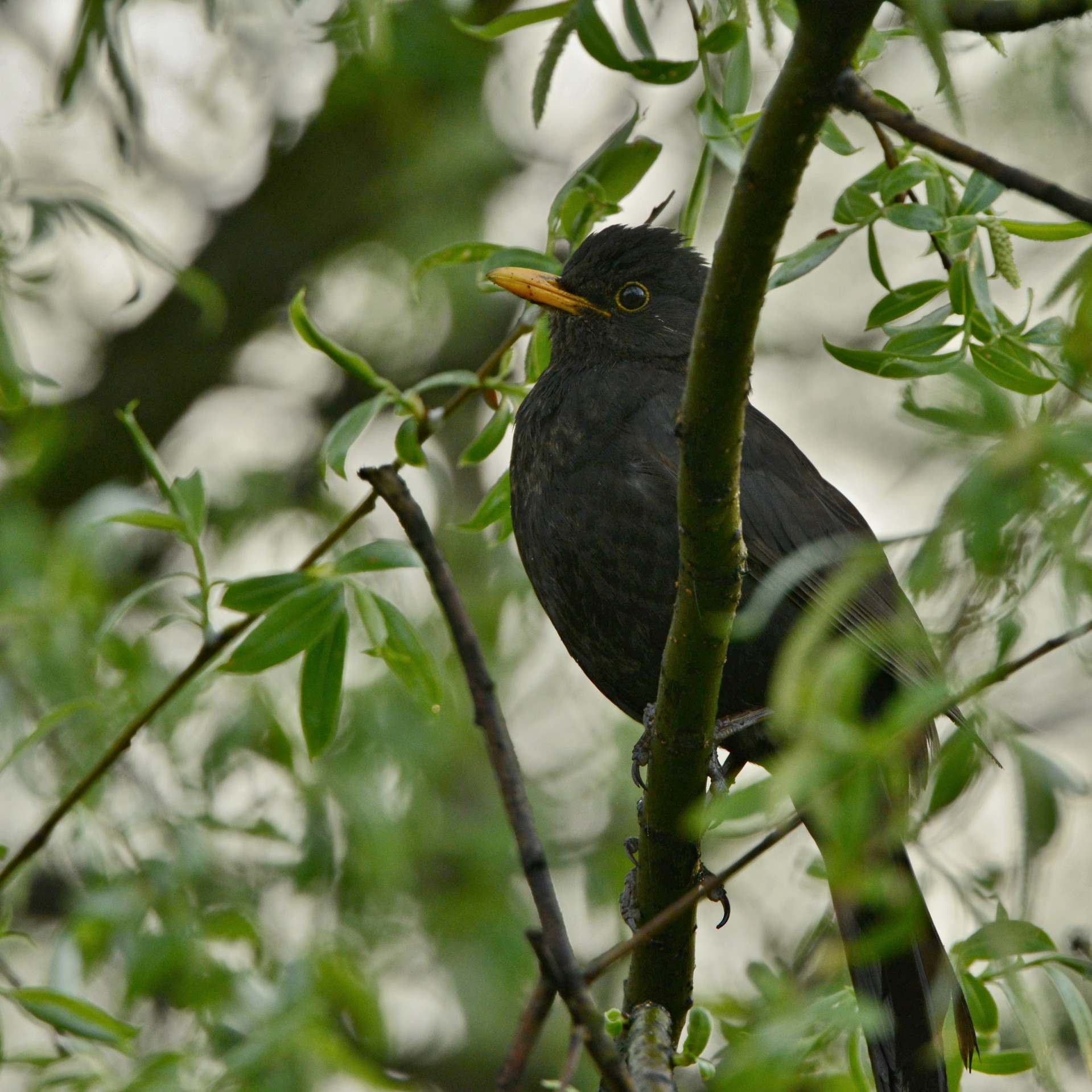 bird branch beak free photo