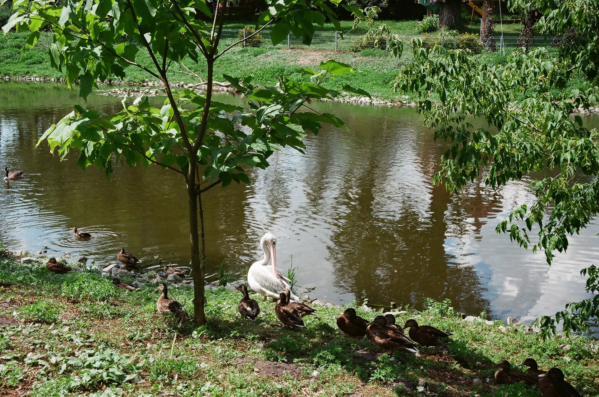 birds zoo zamosc free photo