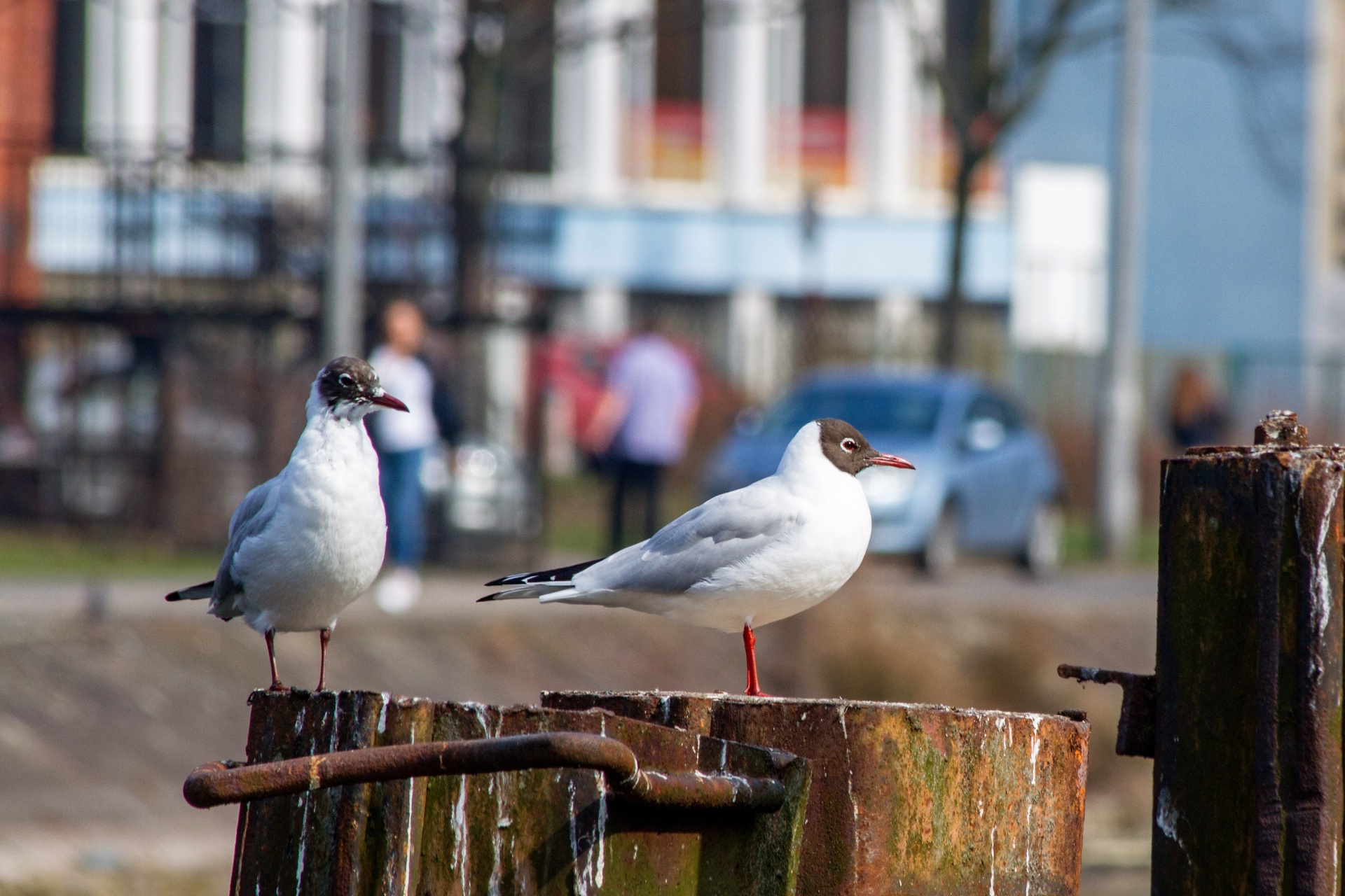 seasons spring wildlife free photo