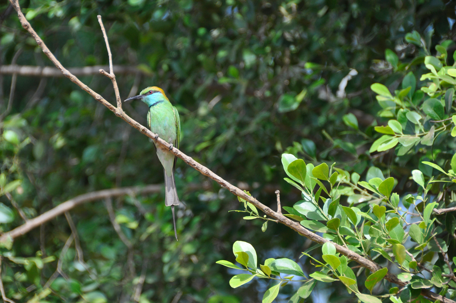 bird colors trees free photo