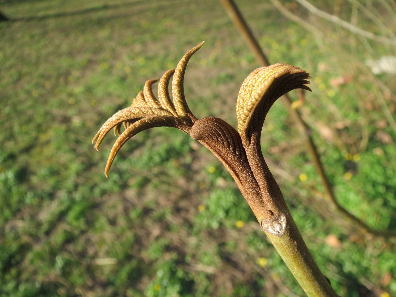 pterocarya fraxinifolia caucasian wingnut caucasian walnut free photo