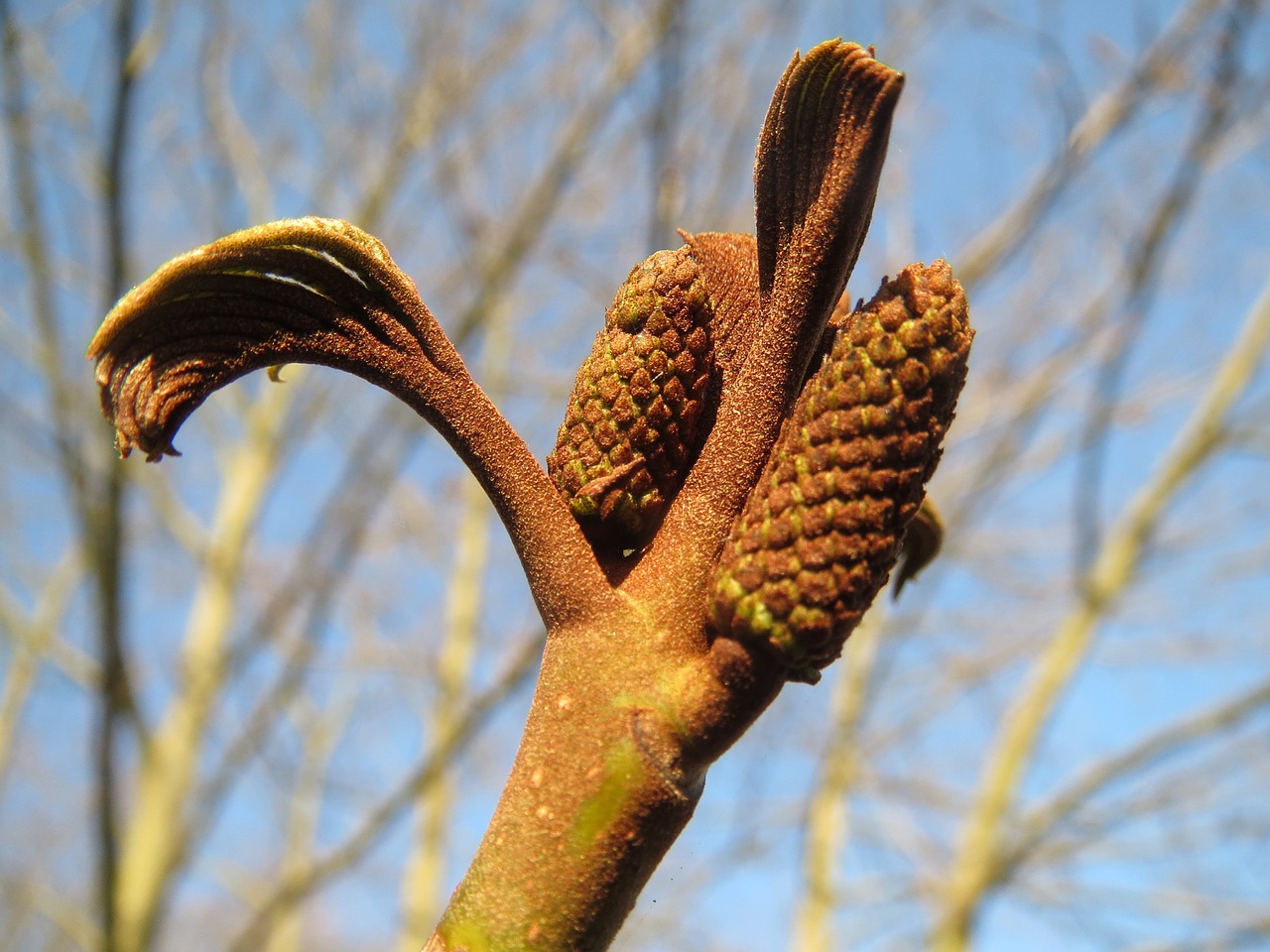 pterocarya fraxinifolia caucasian wingnut caucasian walnut free photo