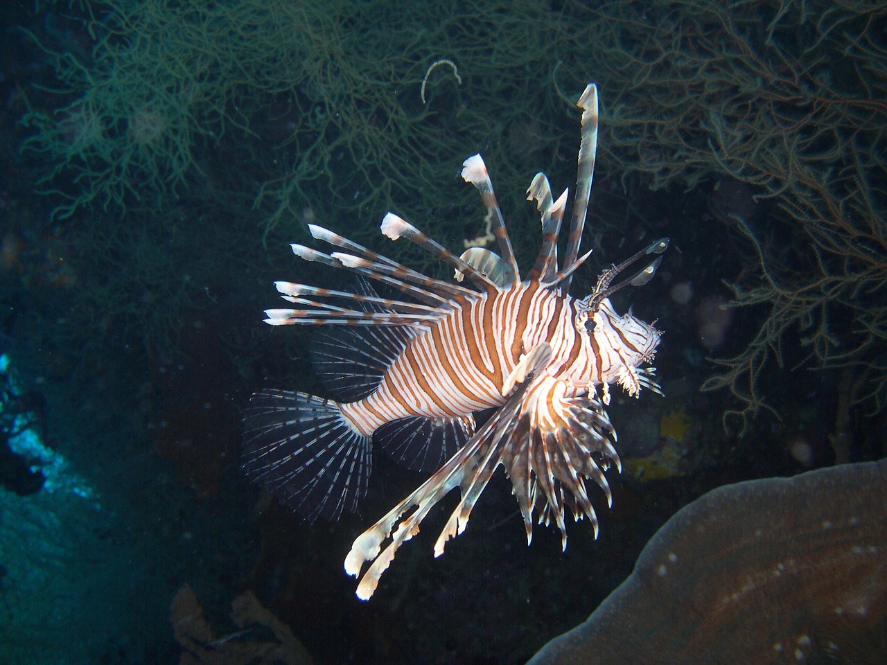 pterois fish lionfish free photo