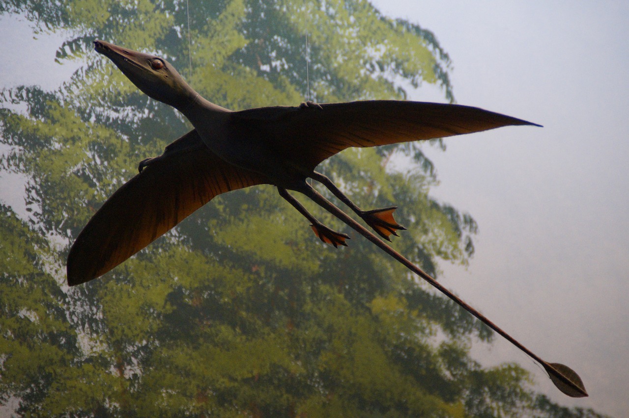 pterosaur replica exhibit free photo