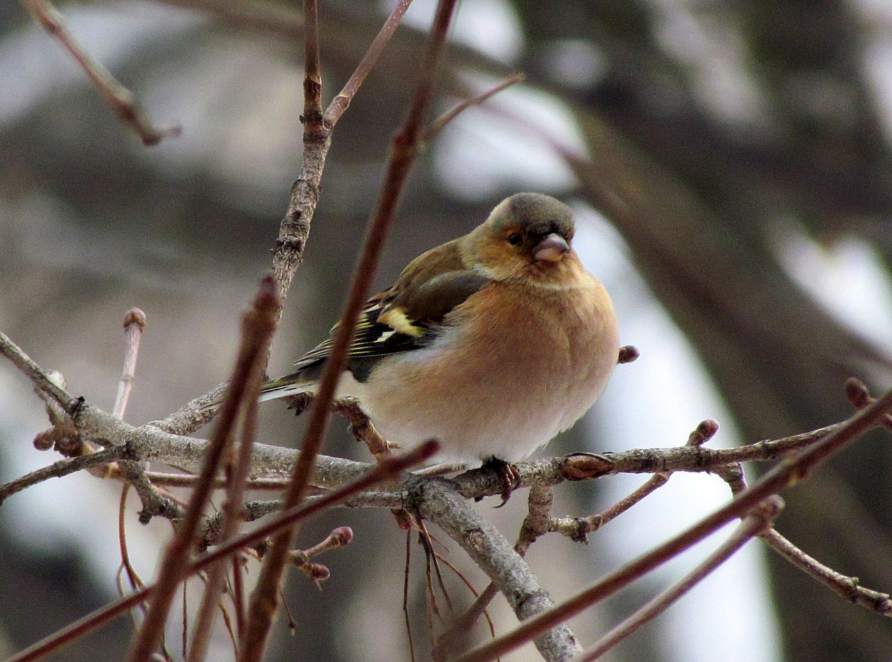 pticaptička colorful finch free photo