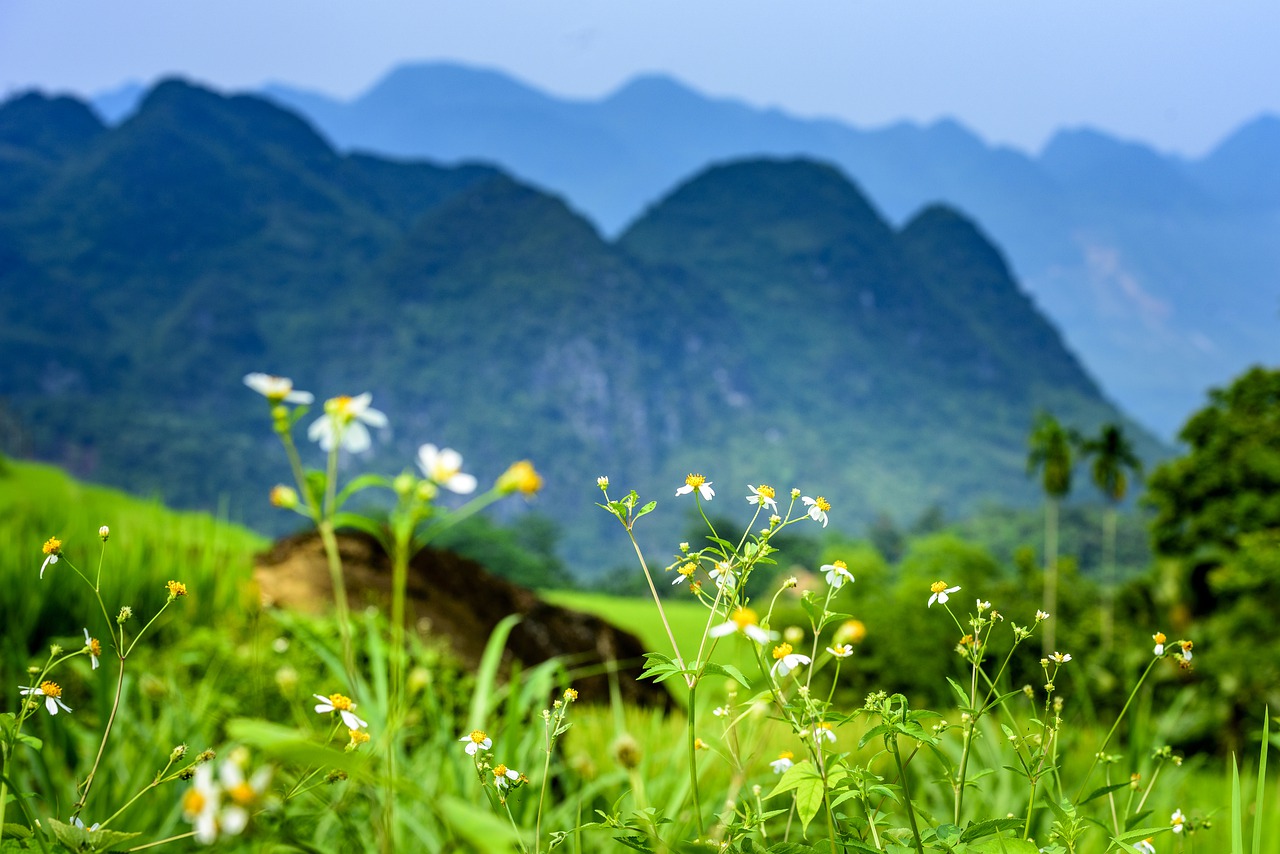 pu luong nature reserve  thanhhoa province  agriculture free photo