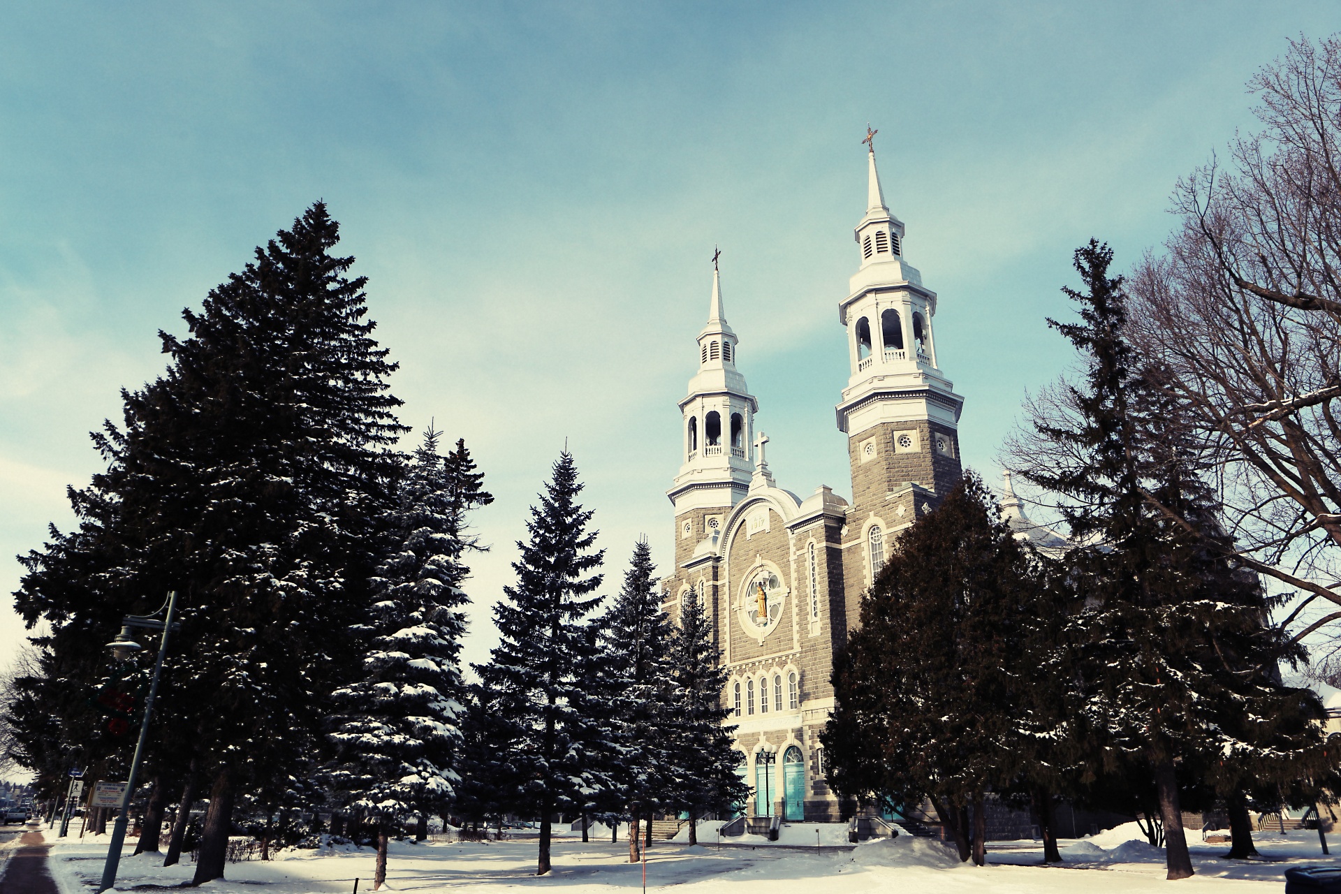 winter tree trees free photo