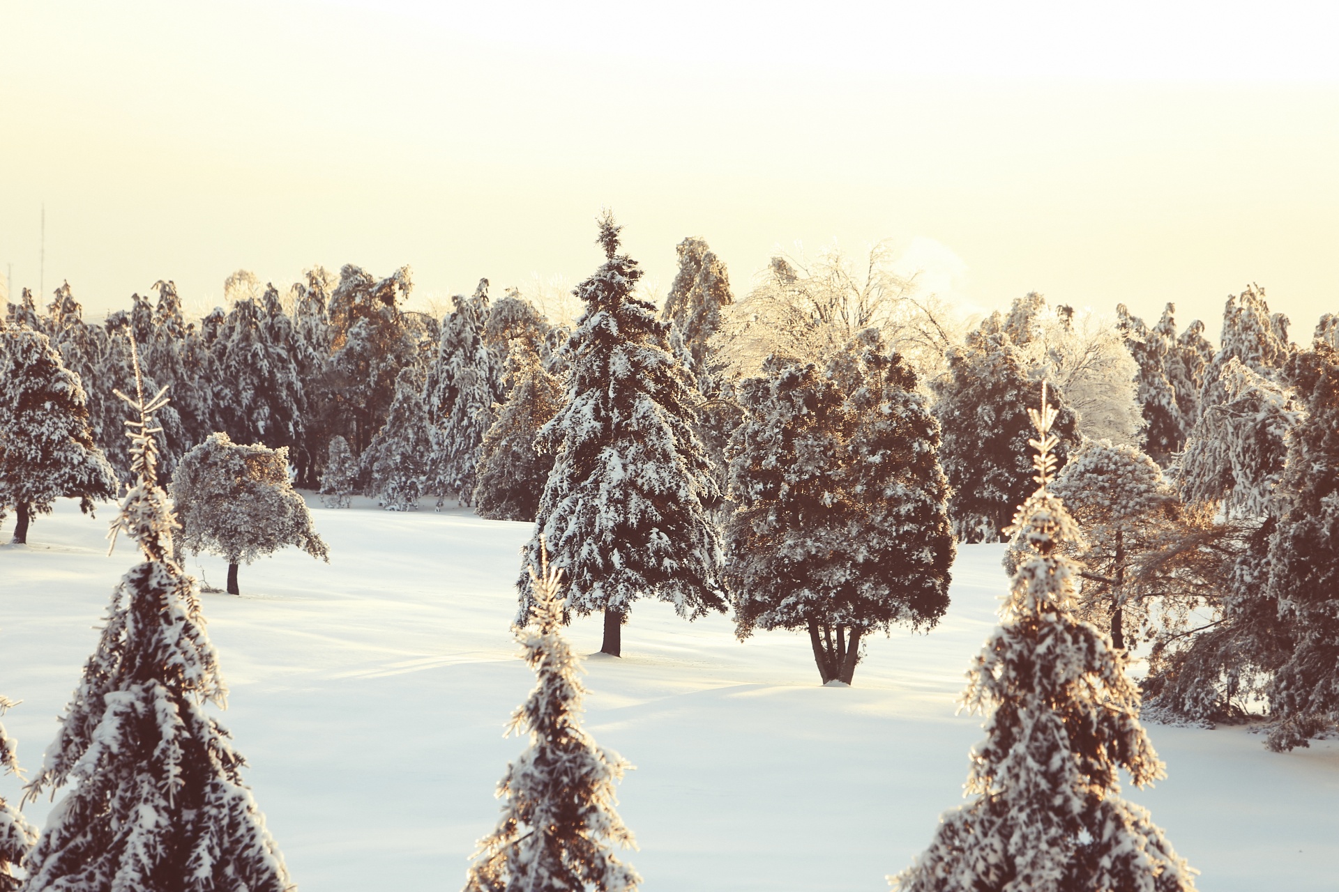 winter tree snow free photo