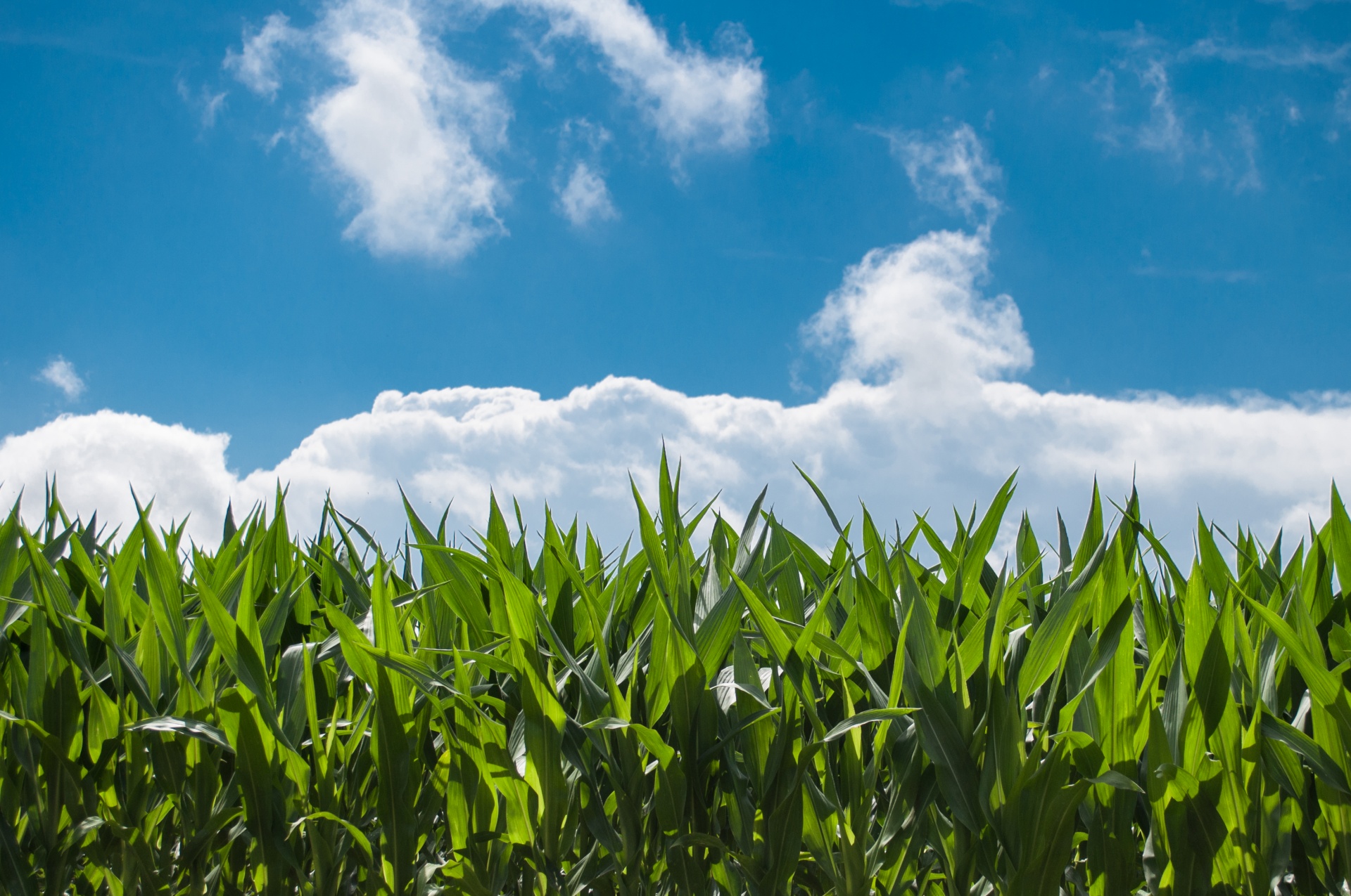 sky field grass free photo