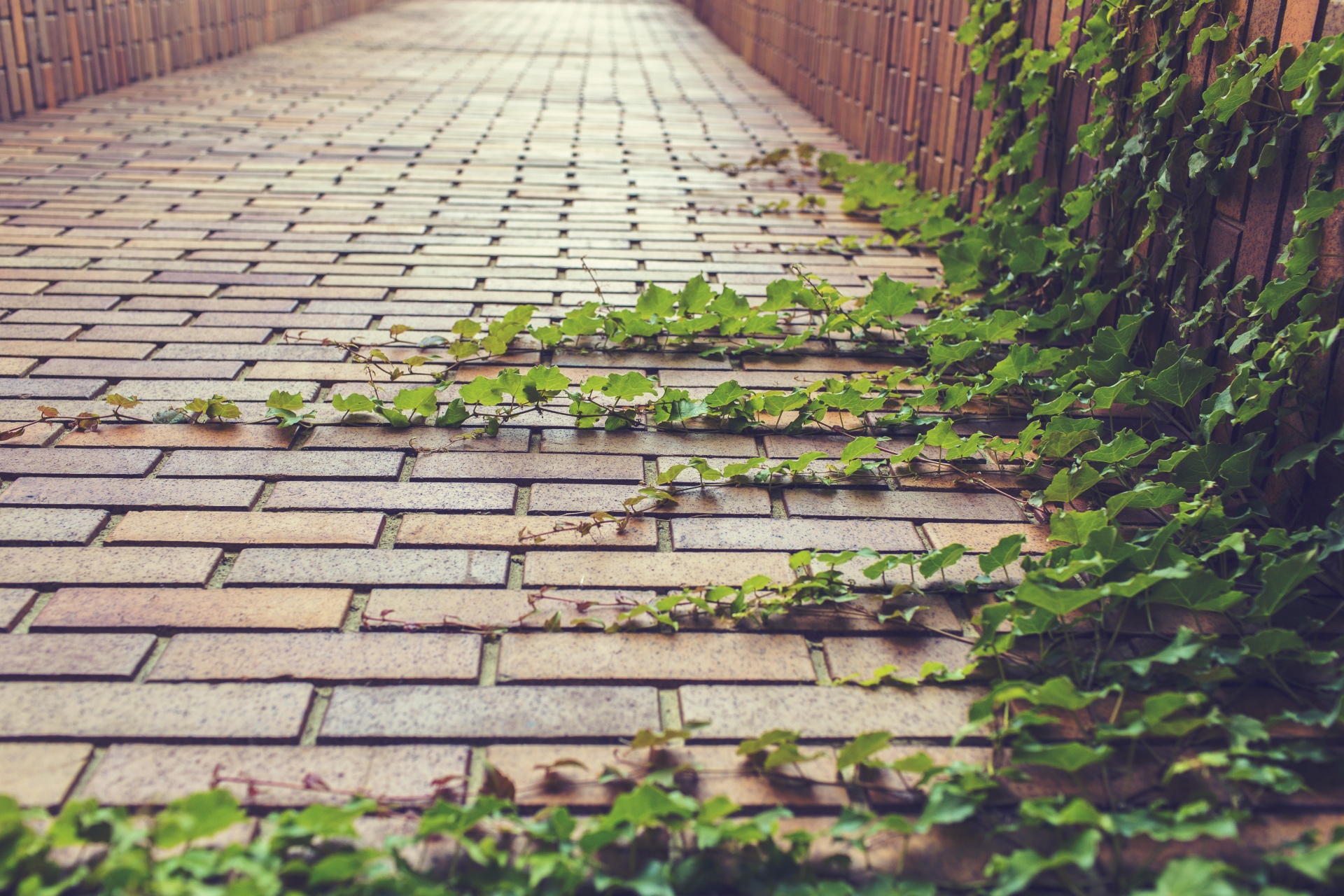 green wall ivy free photo