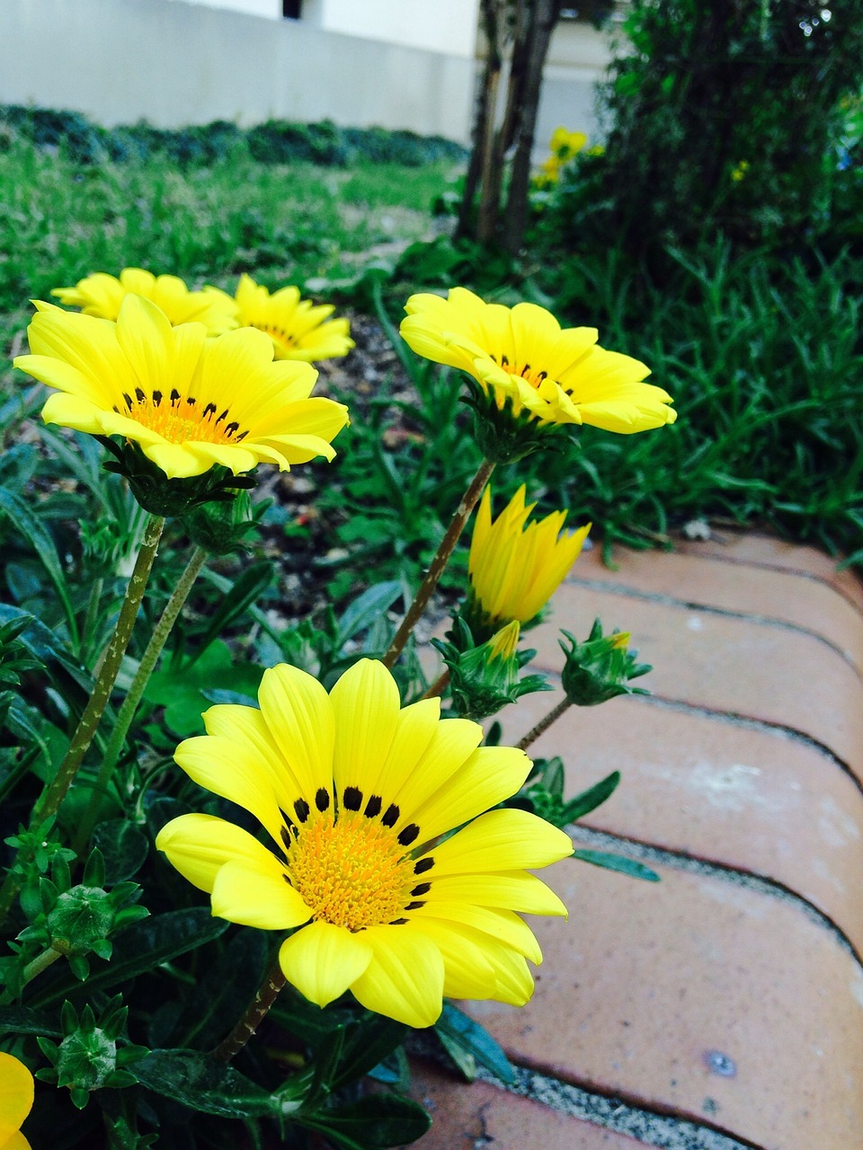 public garden yellow flower garden free photo