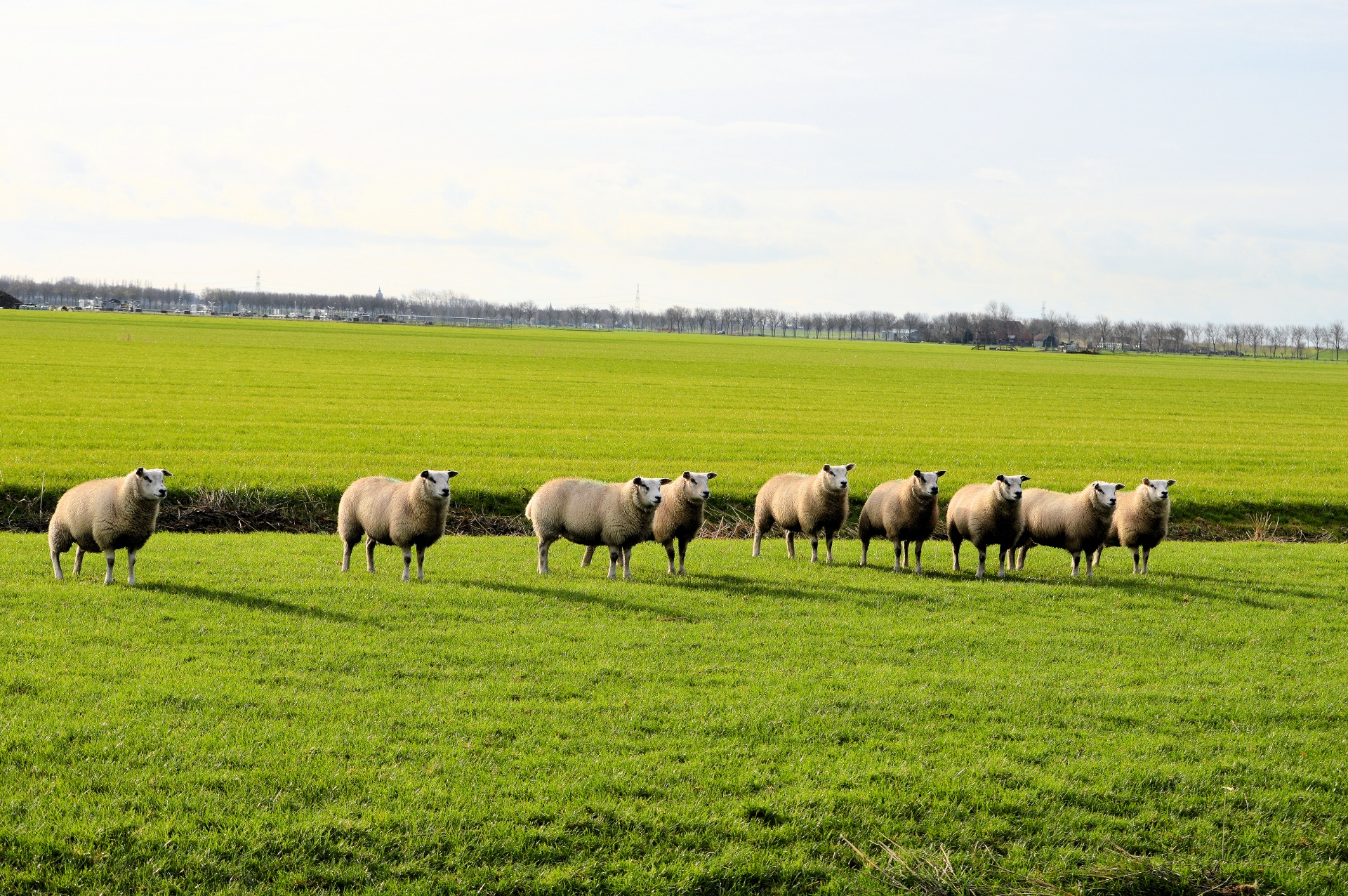 sheep farm animal free photo