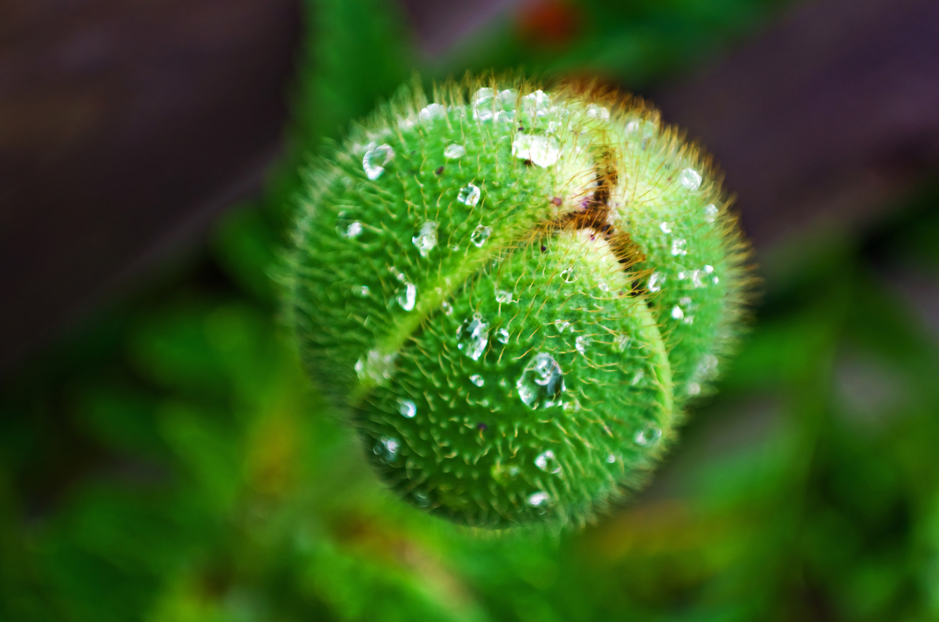 bud poppy flower free photo