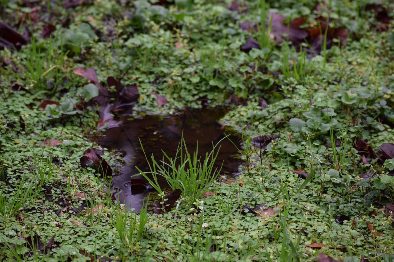 puddle green nature free photo