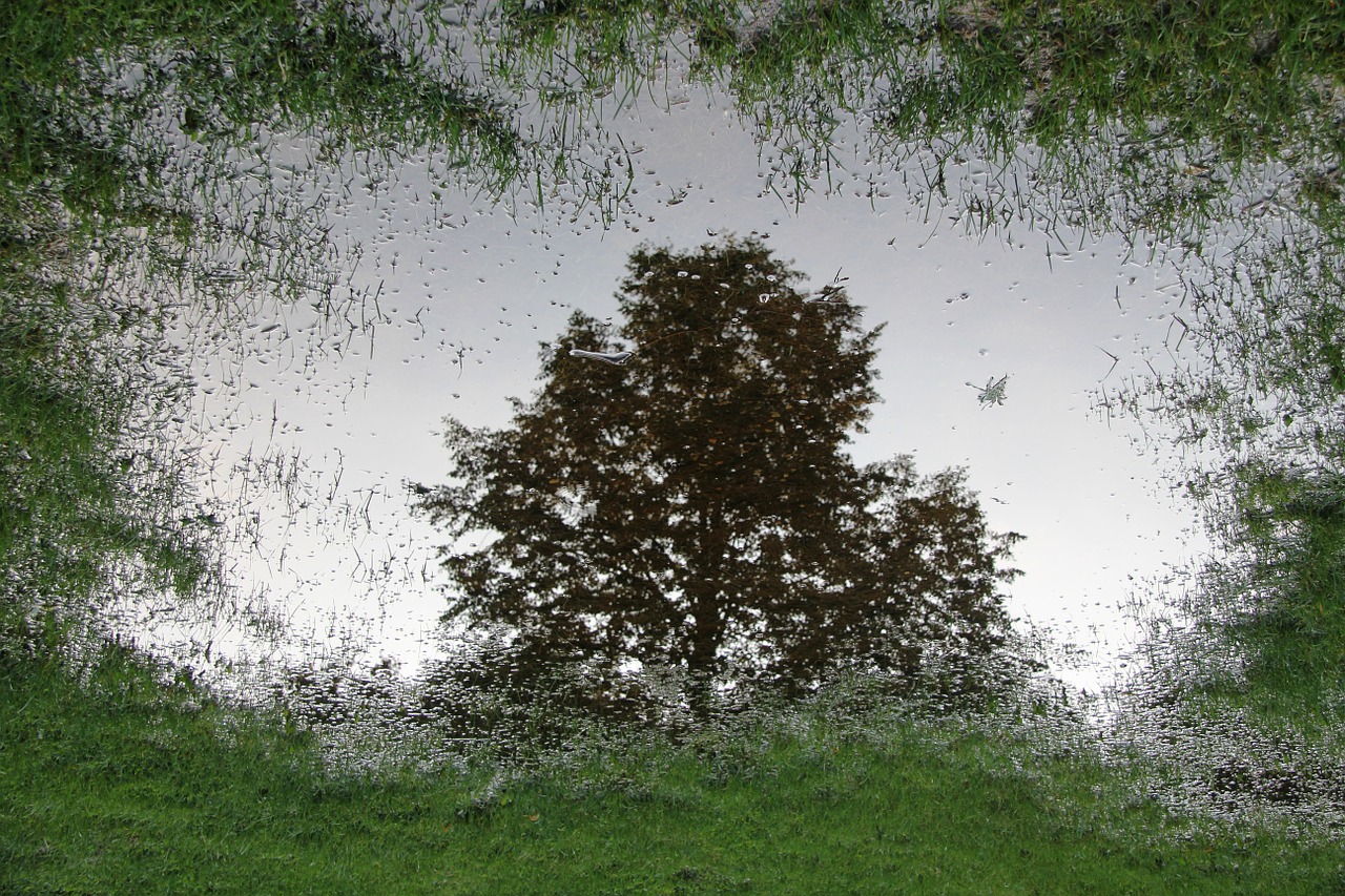 puddle mirroring nature free photo