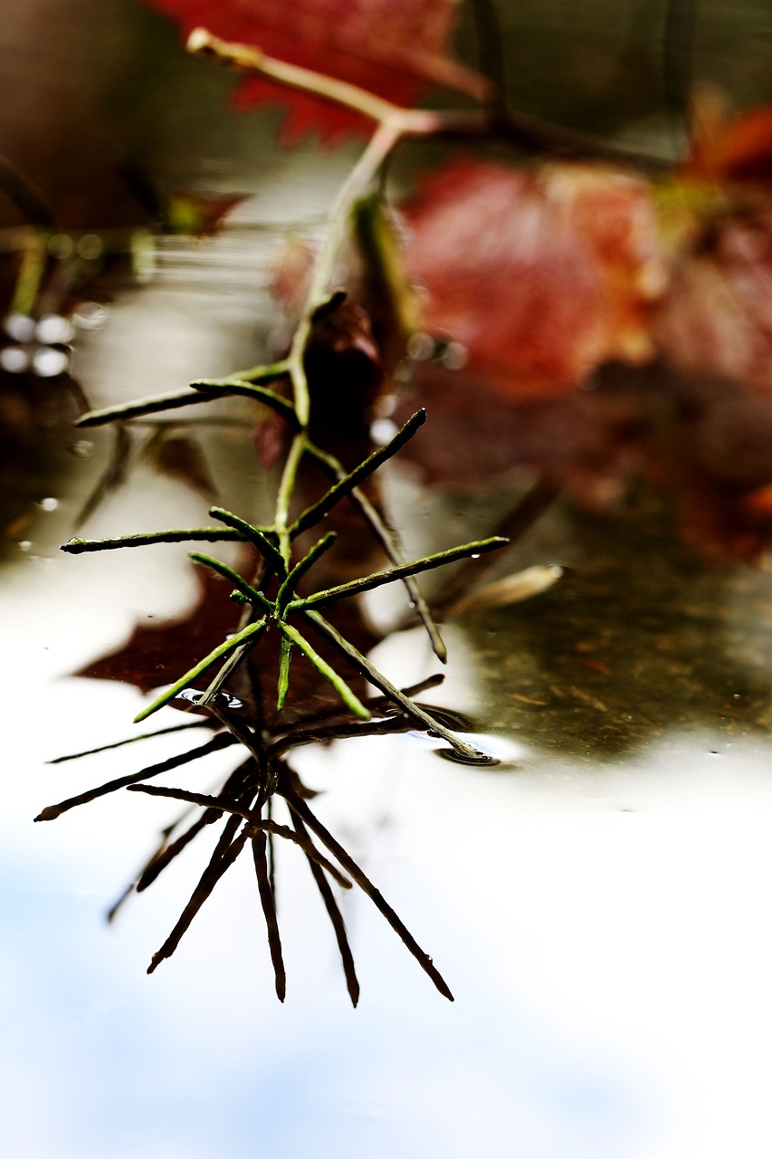 puddle leaf weather free photo