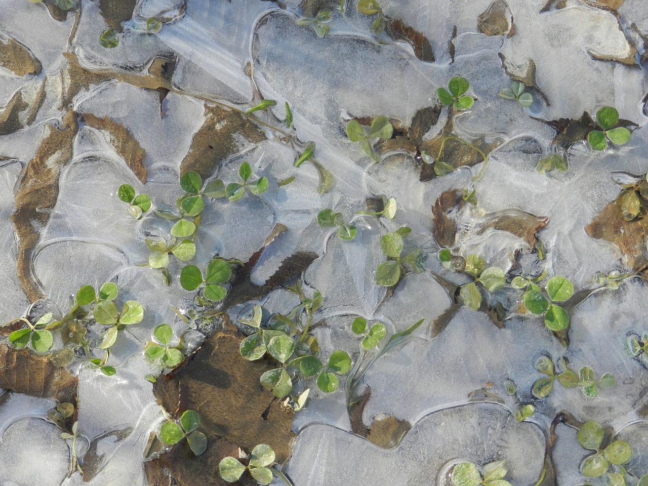 puddle ice grass free photo