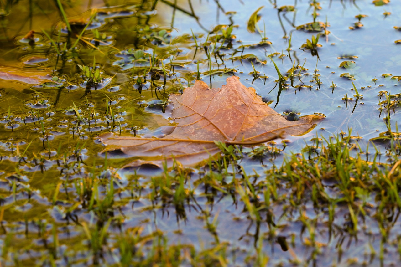 puddle leaf autumn free photo