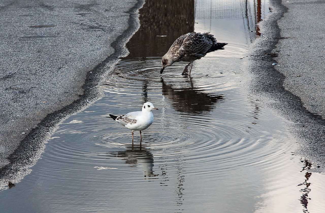 puddle gulls water free photo