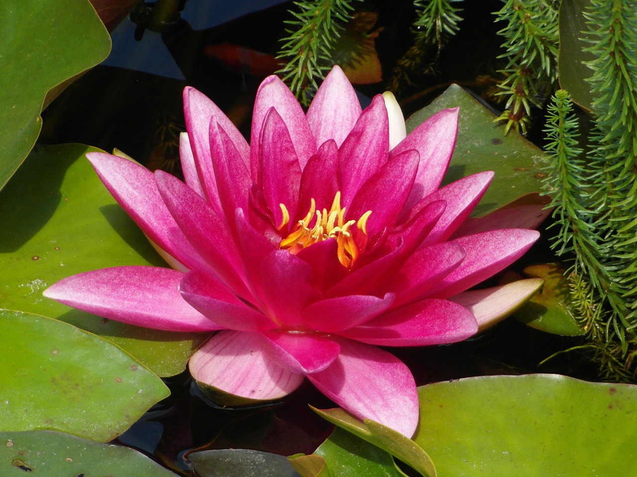 puddle flower plant free photo