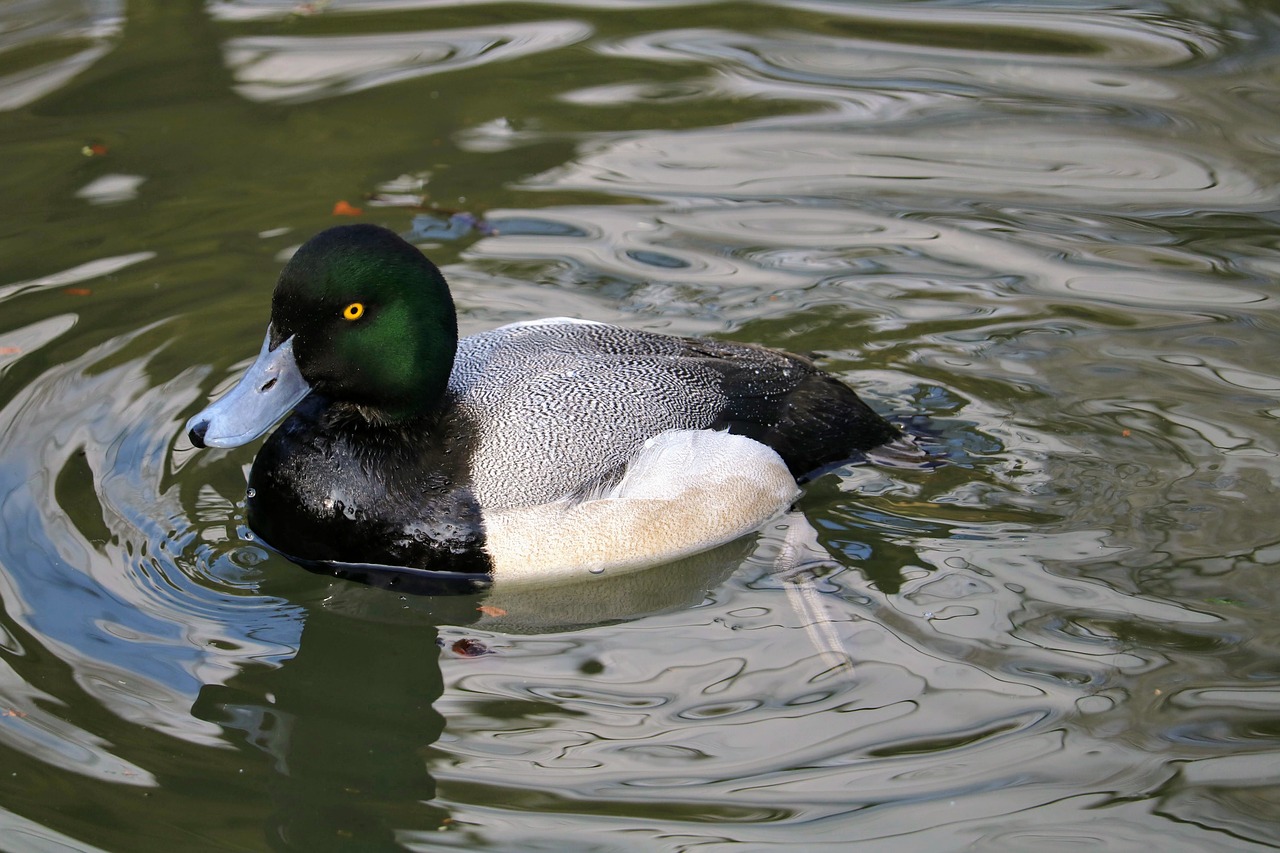 puddle duck bird free photo