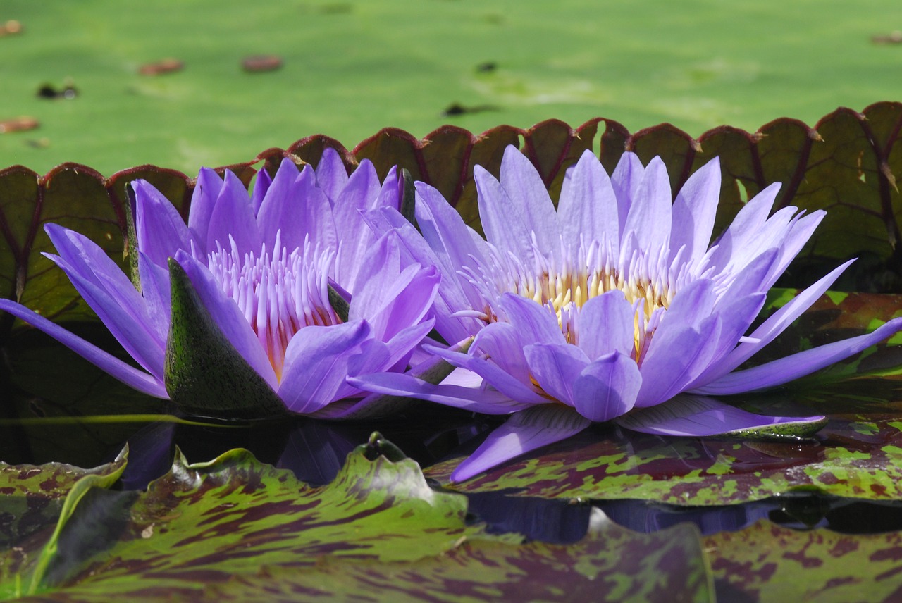 puddle lotus flower free photo