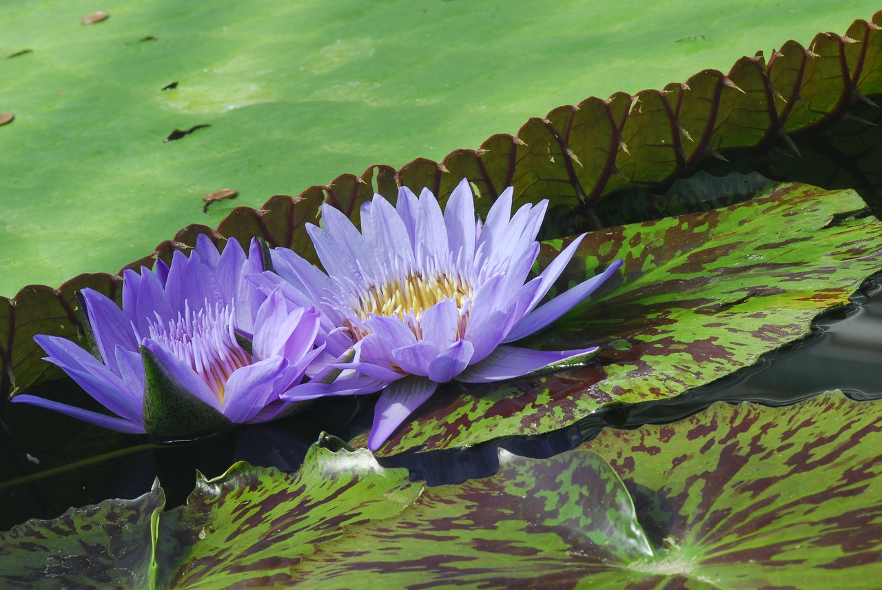 puddle plant nature free photo