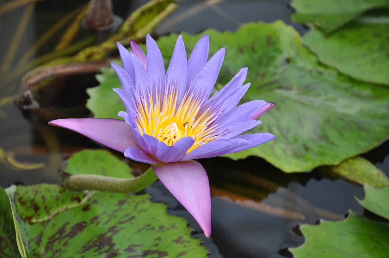 puddle  lotus  nature free photo