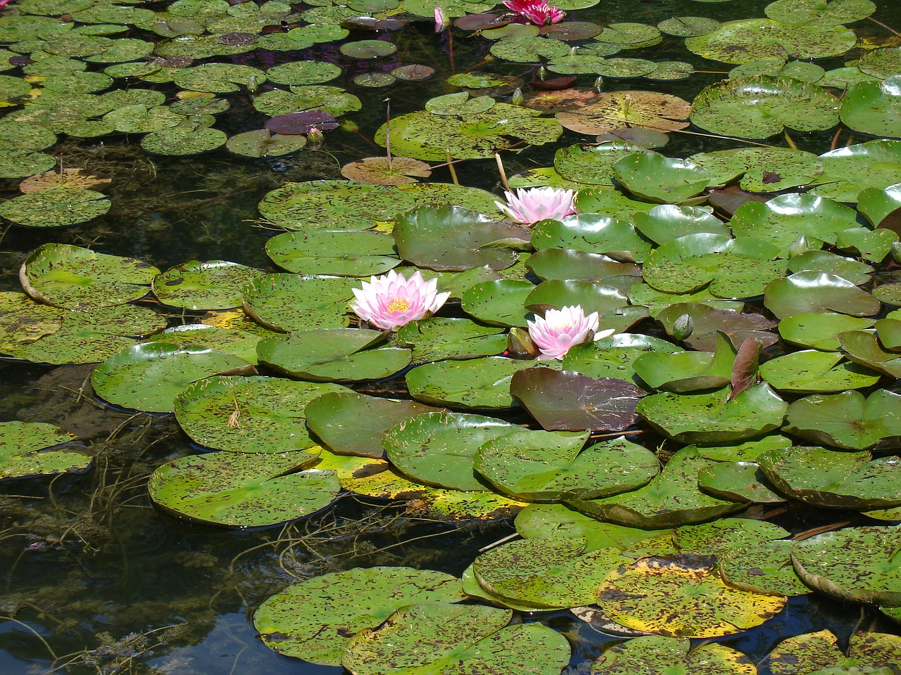 puddle  lotus  aqua table free photo