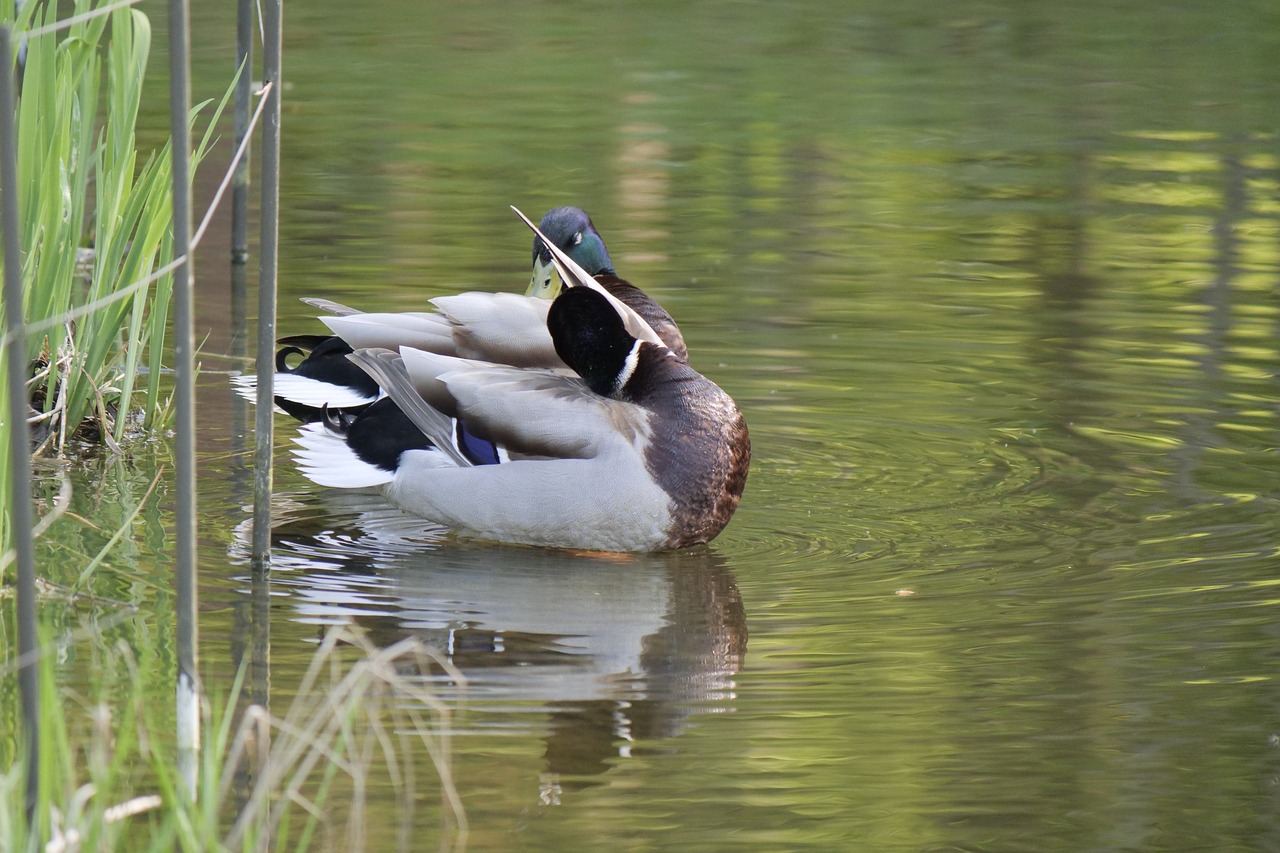 puddle  waters  duck free photo