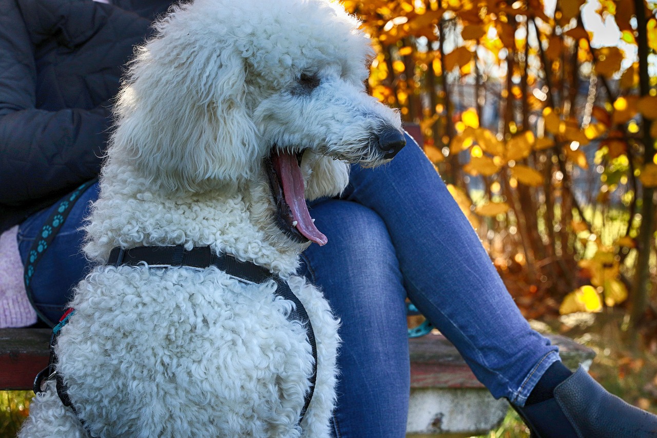 puddle  dog  animal free photo