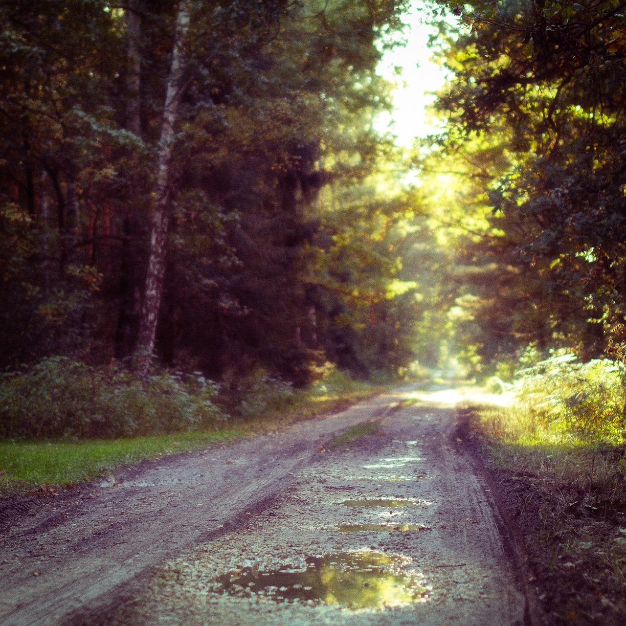 puddle dirt road free photo