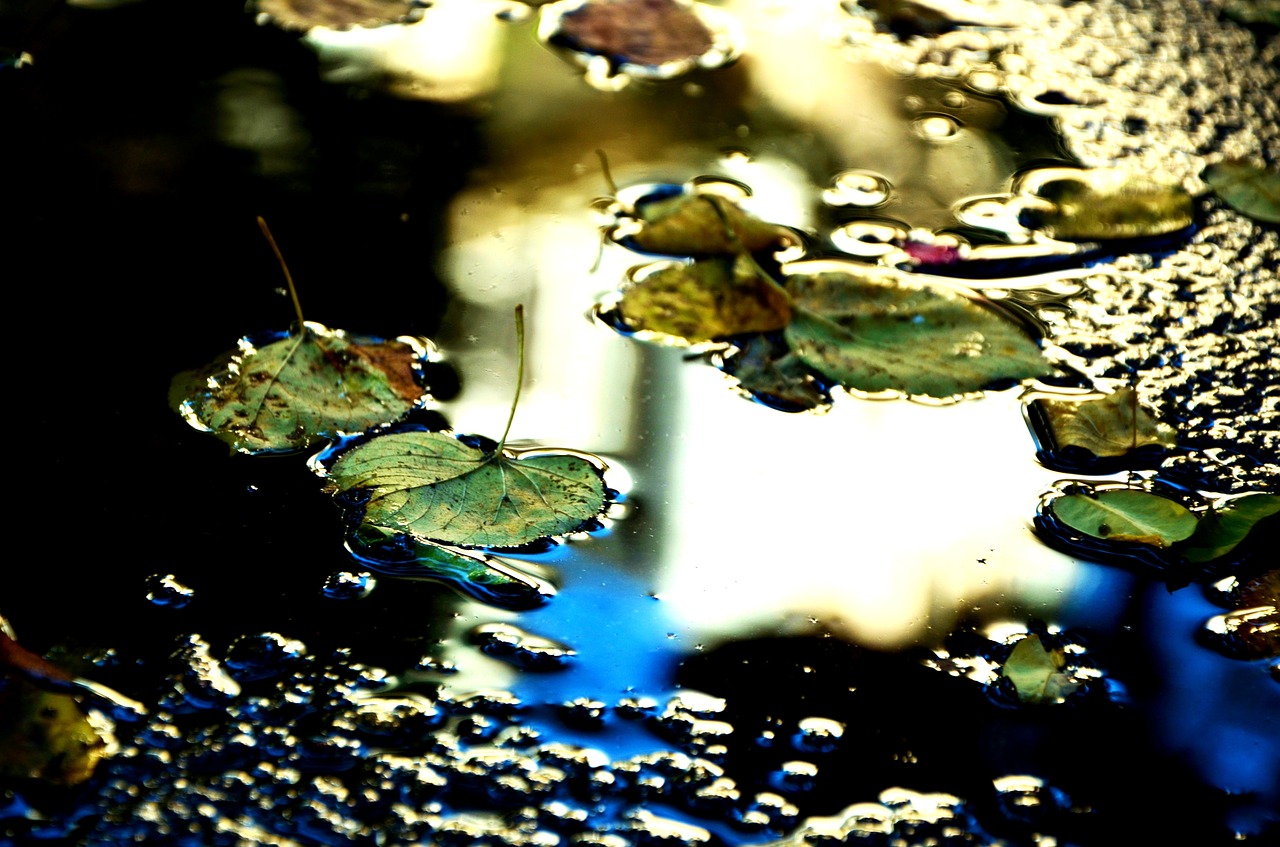 puddle light leaves free photo