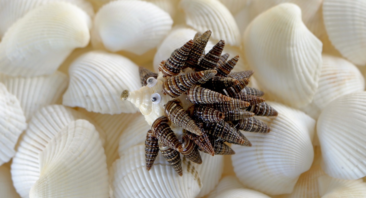 puercoespín crafts sea shells free photo