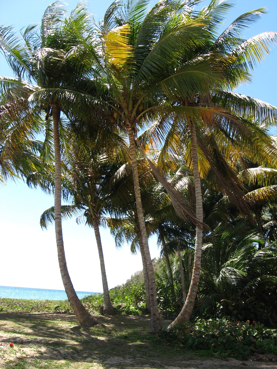 puerto rico palm tree free photo