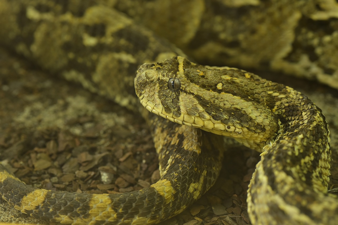 puff adder bitis arietans venomous snake free photo