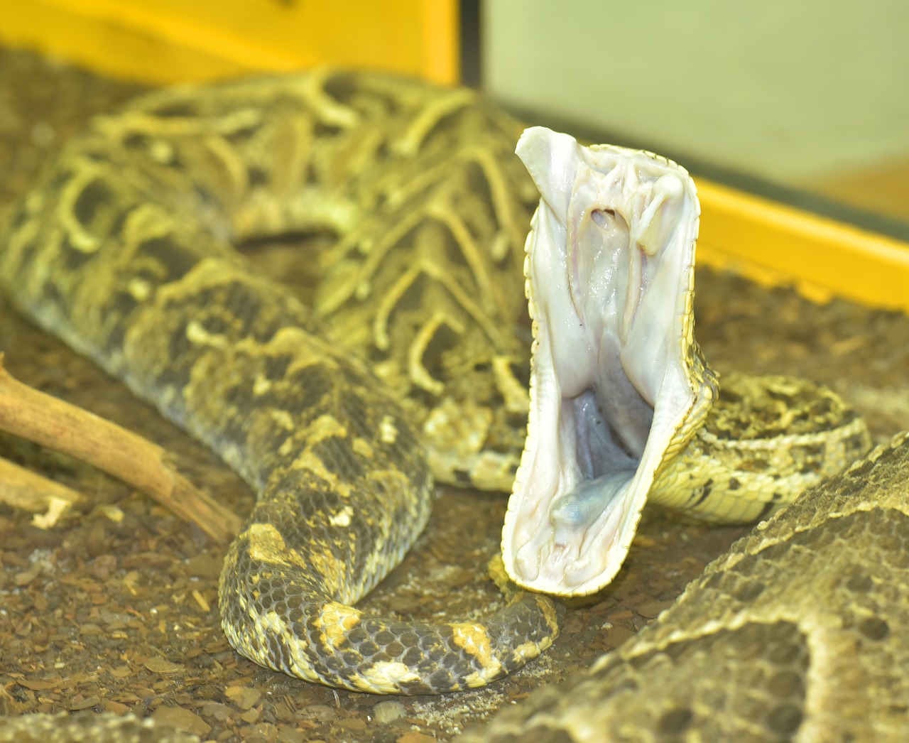 puff adder bitis arietans vipers free photo