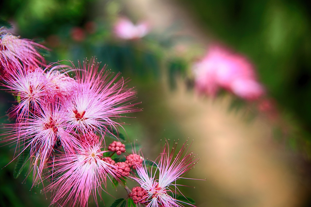 puff flower pink flutter flower red acacia free photo