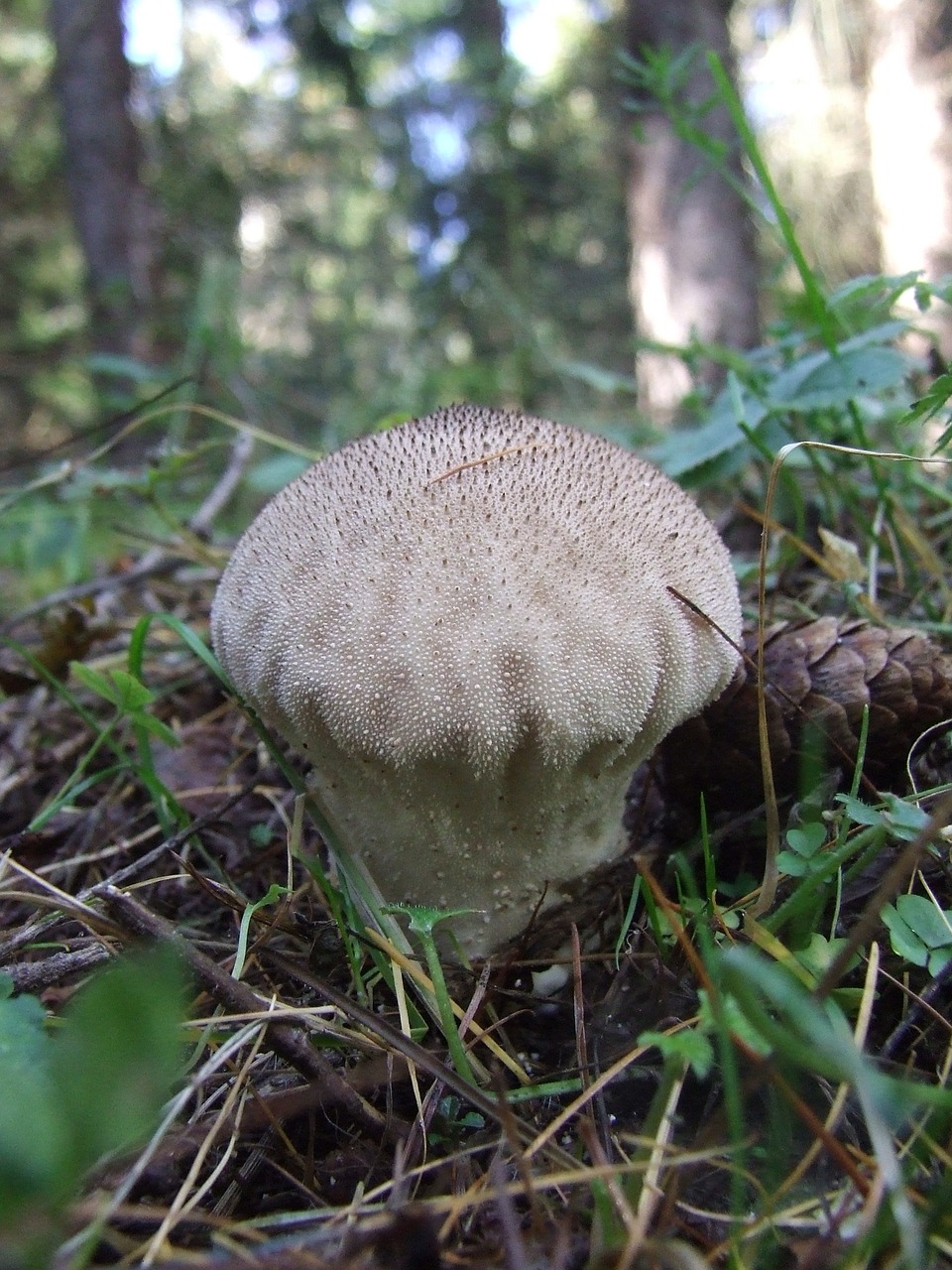 puffball mushroom komlóska free photo