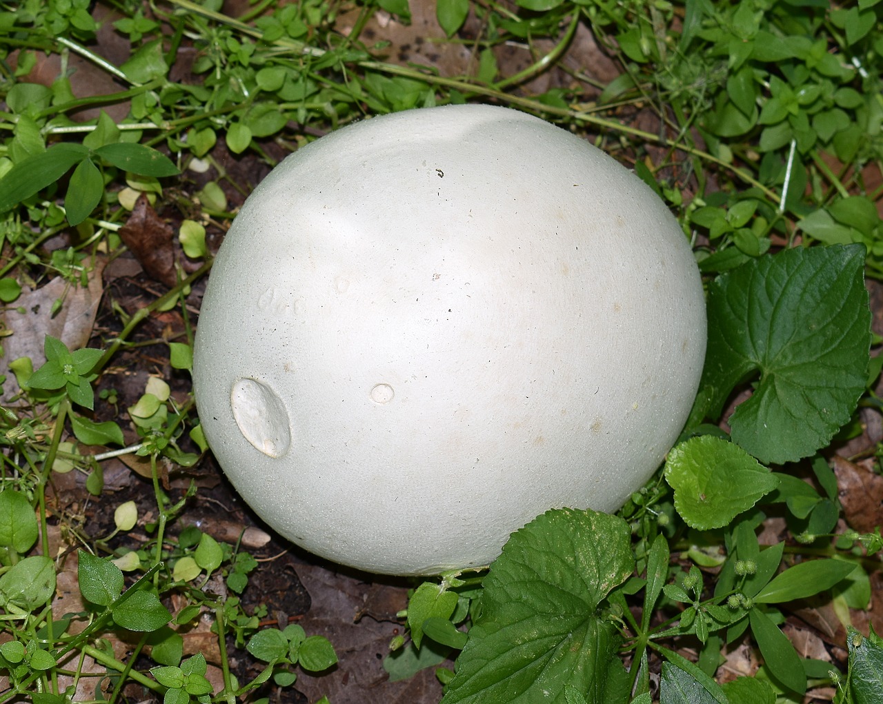 puffball fungus fungi free photo