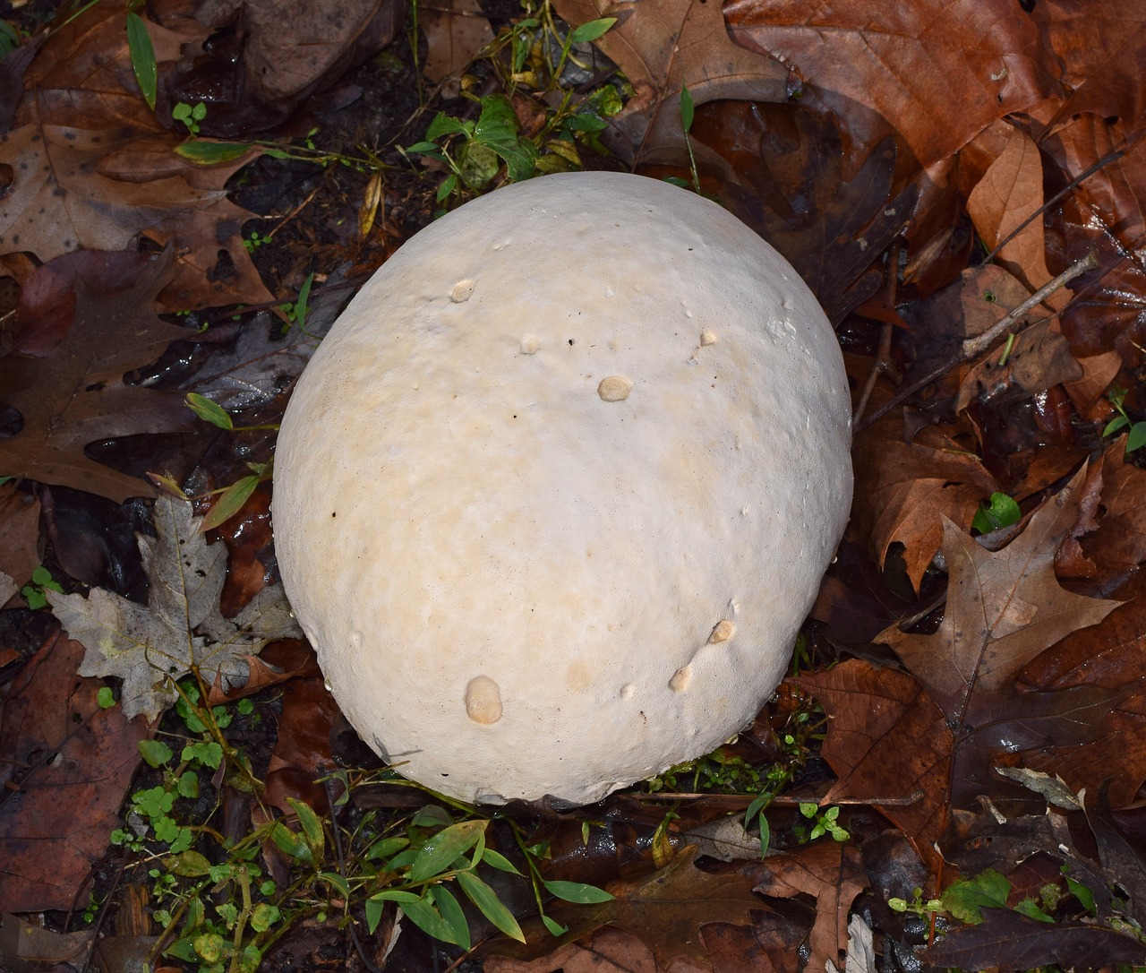 puffball volleyball size fungi free photo