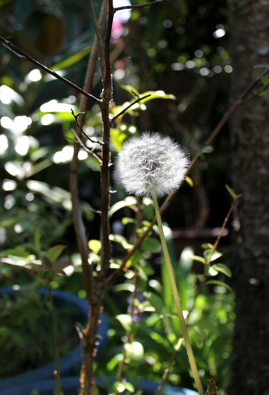 puffball  chrysanthemum  spring free photo